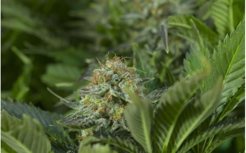 White Widow - Dinafem White Widow - Dinafem