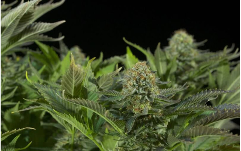 White Widow - Dinafem White Widow - Dinafem