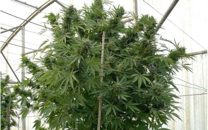 Moby Dick - Barney's Farm Moby Dick - Barney's Farm