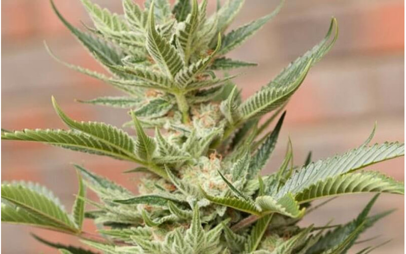 Moby Dick - Barney's Farm Moby Dick - Barney's Farm