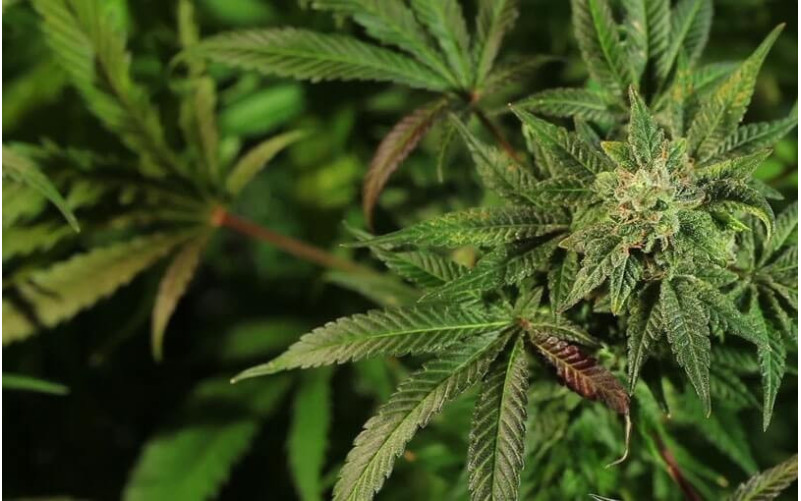 Moby Dick - Barney's Farm Moby Dick - Barney's Farm