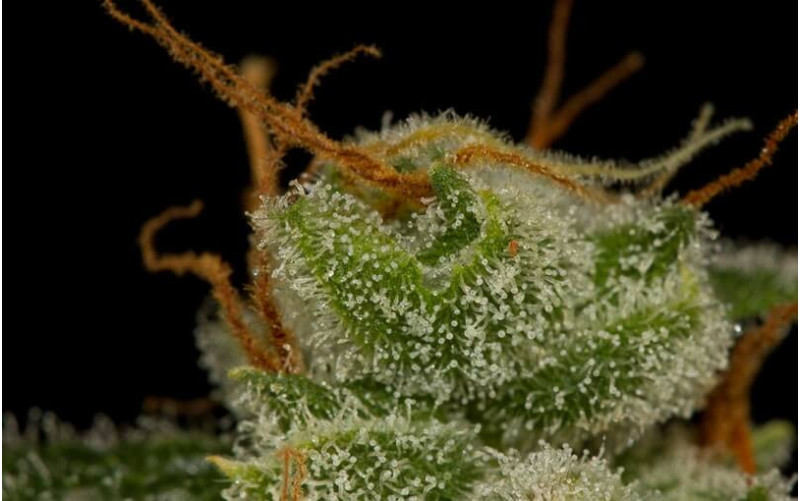 Cheese AUTO - Dinafem