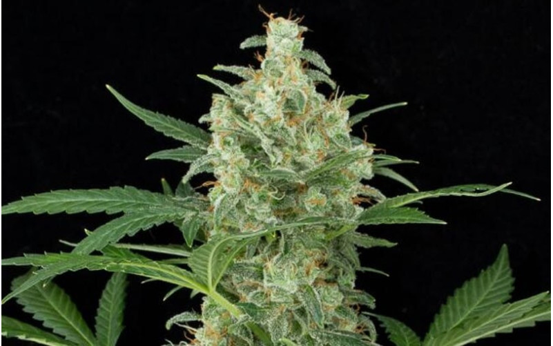 Cheese AUTO - Dinafem