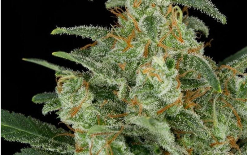 Cheese AUTO - Dinafem