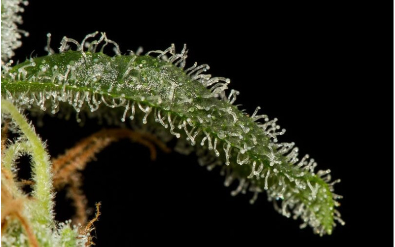 Cheese AUTO - Dinafem