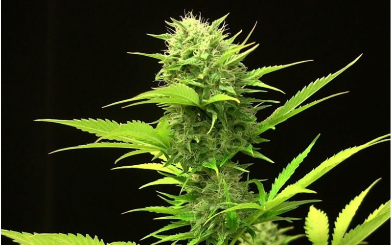 Moby Dick XXL - Dinafem Moby Dick XXL - Dinafem