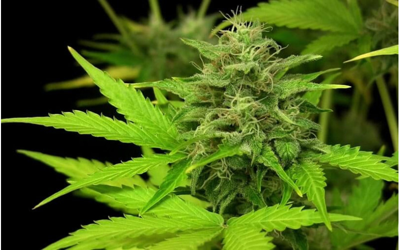 Moby Dick XXL - Dinafem Moby Dick XXL - Dinafem