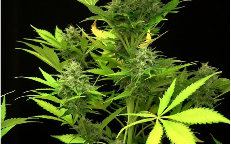 Moby Dick XXL - Dinafem Moby Dick XXL - Dinafem