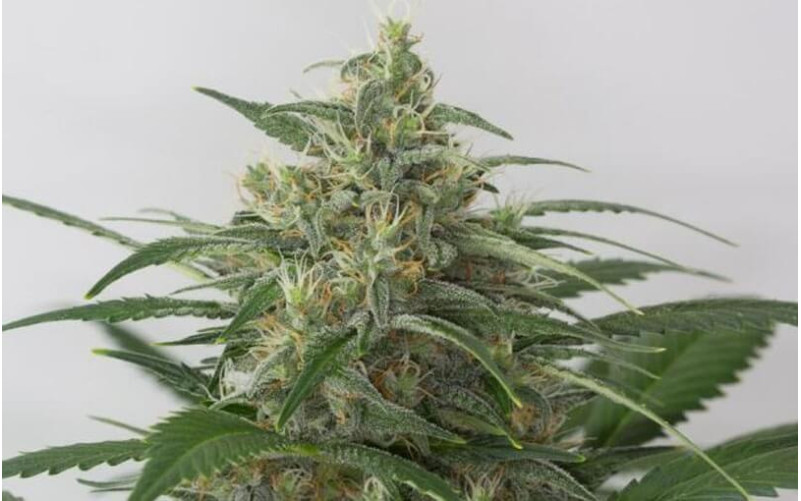 Moby Dick XXL - Dinafem Moby Dick XXL - Dinafem