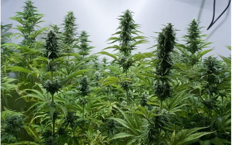 Critical Jack - Dinafem Critical Jack - Dinafem