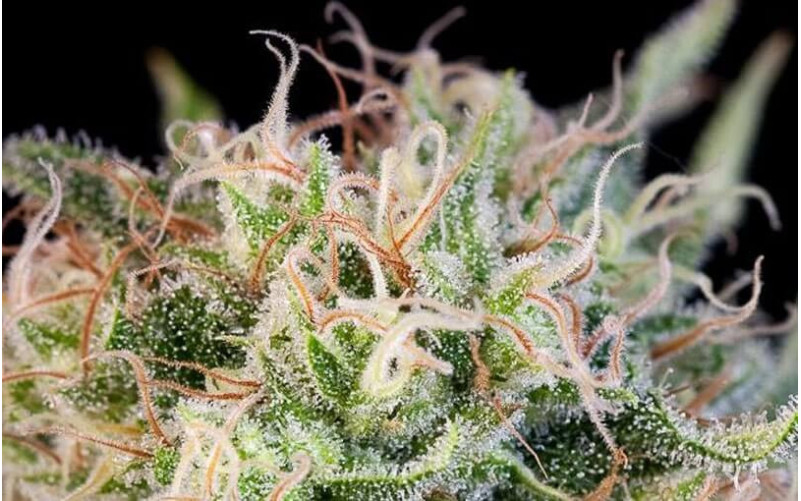 Critical Jack - Dinafem Critical Jack - Dinafem