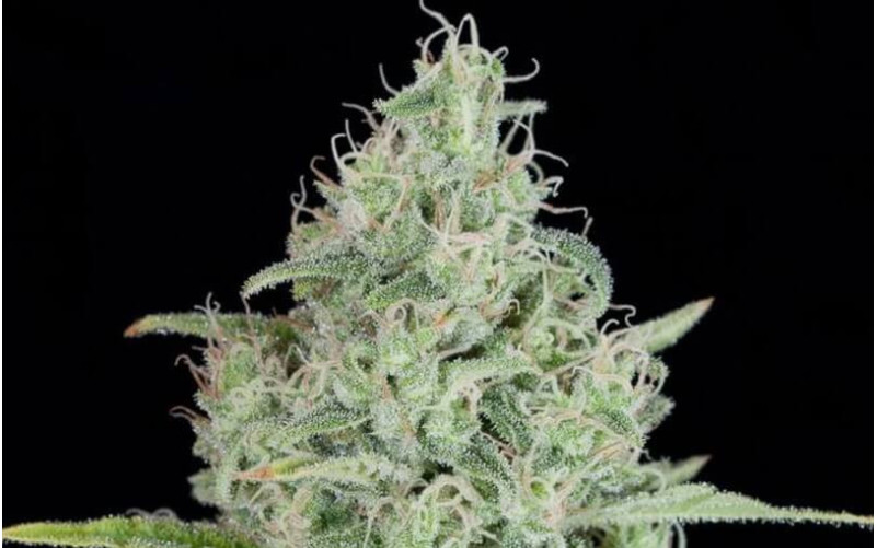 Critical Jack - Dinafem Critical Jack - Dinafem