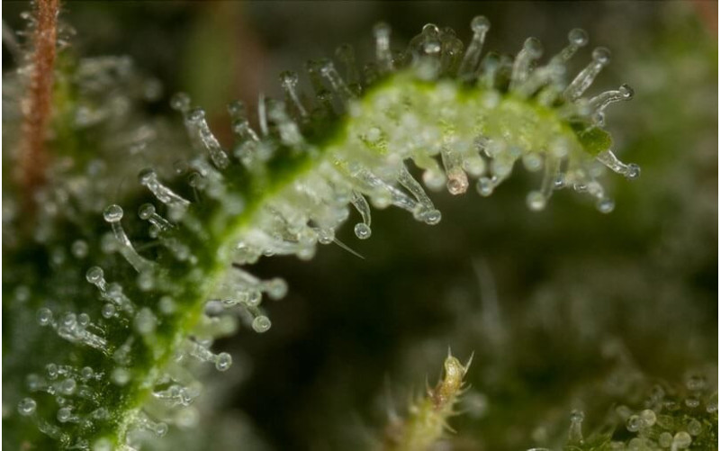 Critical Jack - Dinafem Critical Jack - Dinafem