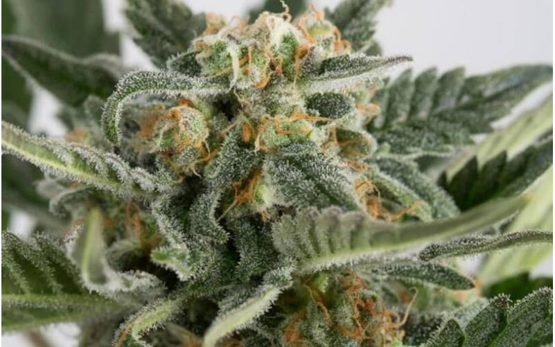 Critical + 2.0 AUTO - Dinafem Critical + 2.0 AUTO - Dinafem