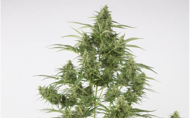 Critical + 2.0 AUTO - Dinafem Critical + 2.0 AUTO - Dinafem