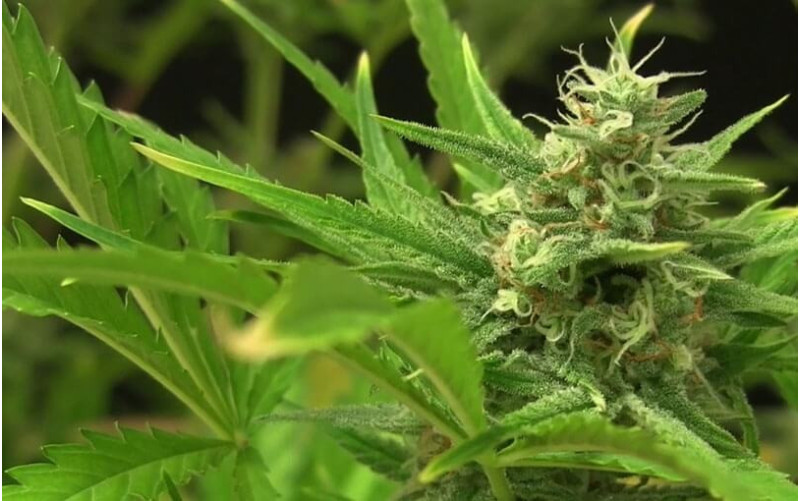 Critical + 2.0 AUTO - Dinafem Critical + 2.0 AUTO - Dinafem