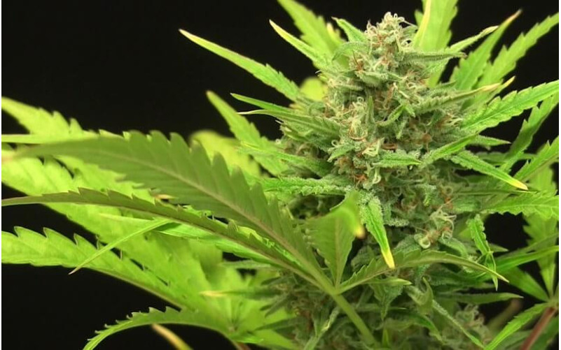 Critical + 2.0 AUTO - Dinafem Critical + 2.0 AUTO - Dinafem