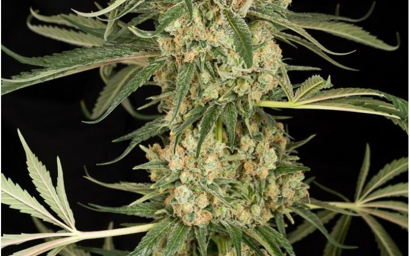 Critical + 2.0 - Dinafem Critical + 2.0 - Dinafem