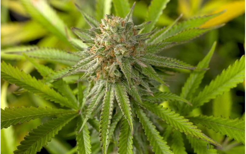 Critical + 2.0 - Dinafem Critical + 2.0 - Dinafem