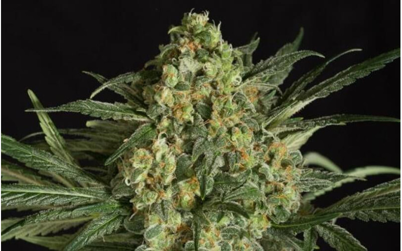 Critical + 2.0 - Dinafem Critical + 2.0 - Dinafem