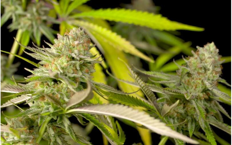 Critical + 2.0 - Dinafem Critical + 2.0 - Dinafem