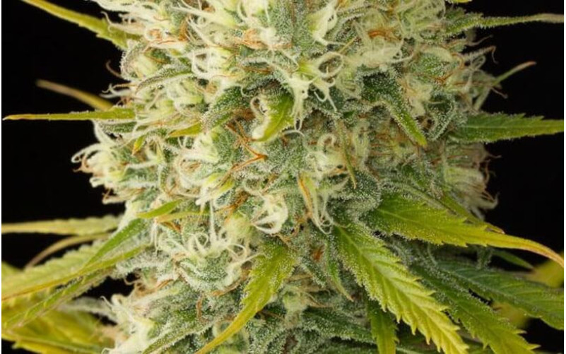 Original Amnesia - Dinafem Original Amnesia - Dinafem