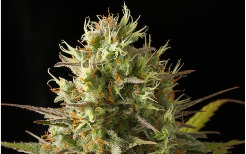 Original Amnesia - Dinafem Original Amnesia - Dinafem