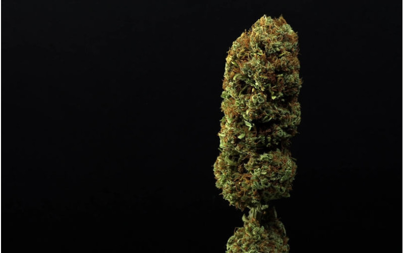 Original Amnesia - Dinafem Original Amnesia - Dinafem