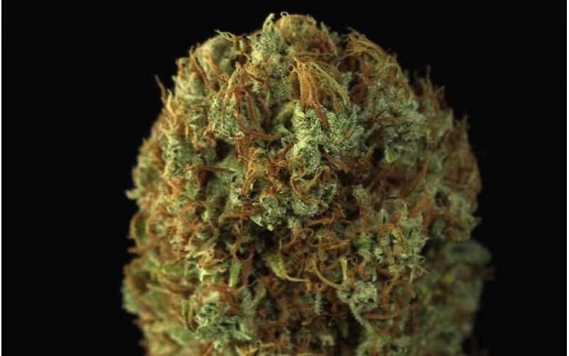 Original Amnesia - Dinafem Original Amnesia - Dinafem