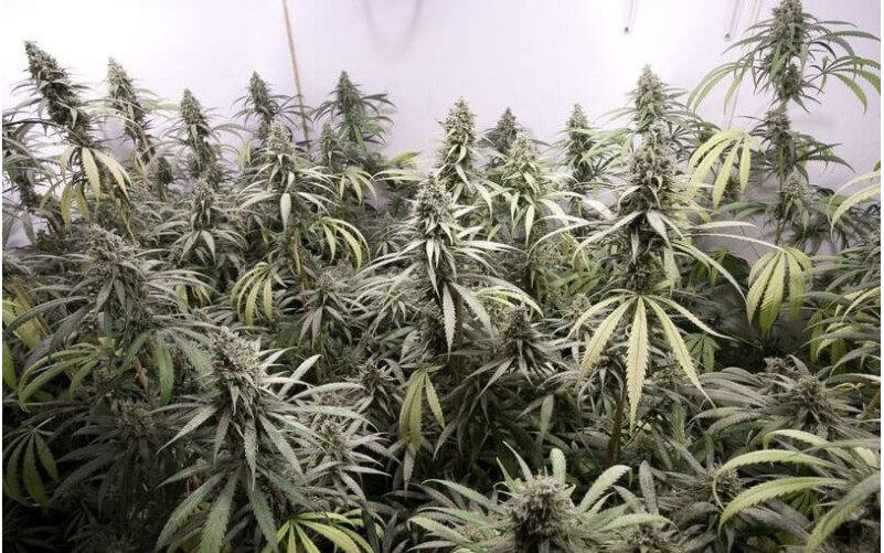 Critical + - Dinafem Critical + - Dinafem