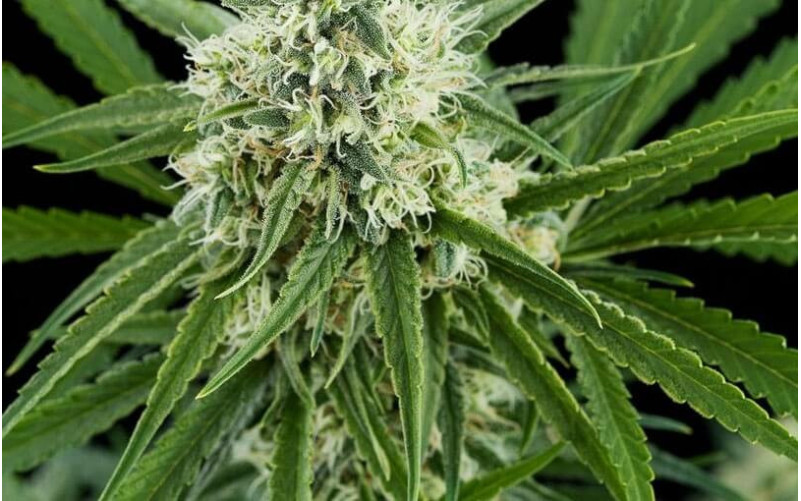 Critical + - Dinafem Critical + - Dinafem