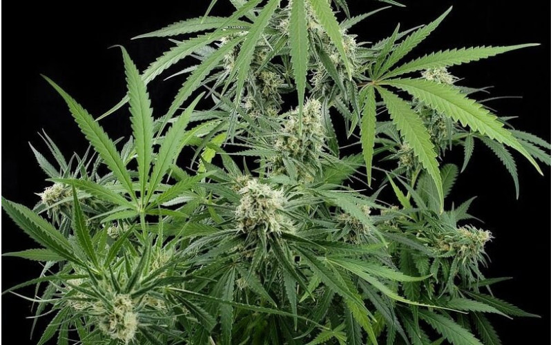 Critical + - Dinafem Critical + - Dinafem