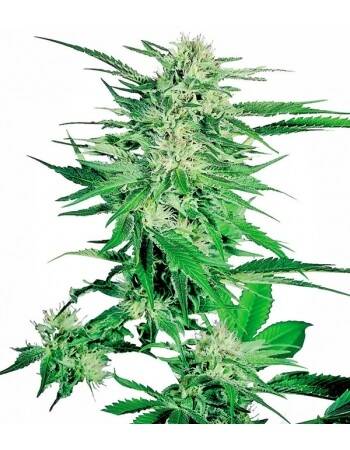 Big Bud Feminizada - Sensi Seeds