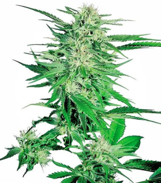 Big Bud - Sensi Seeds