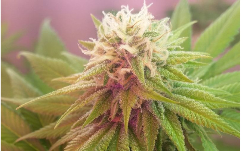 Big Bud Feminizada - Sensi Seeds