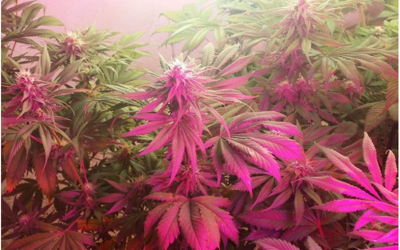 Big Bud - Sensi Seeds