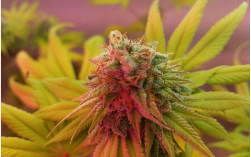 Big Bud - Sensi Seeds