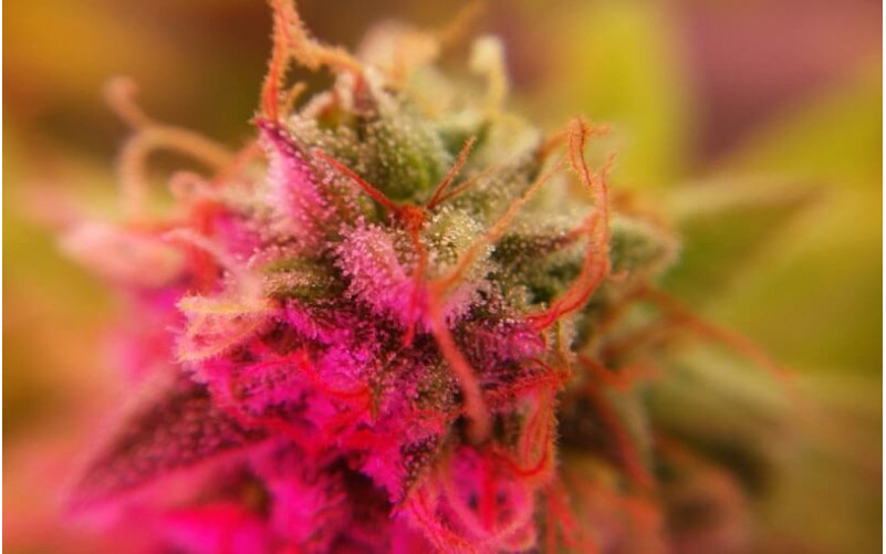 Big Bud Feminizada - Sensi Seeds