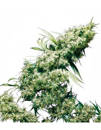 Jamaican Pearl - Sensi Seeds