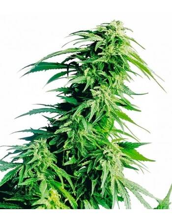 Hindu Kush - Sensi Seeds