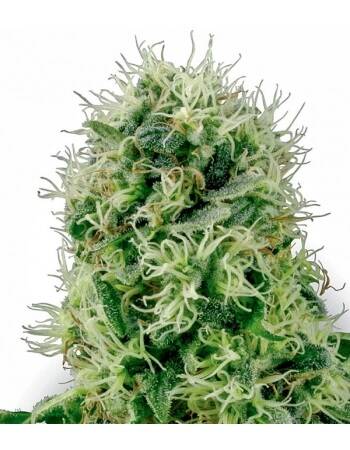 Pure Power Plant - Sensi Seeds