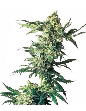 Northern Light - Sensi Seeds