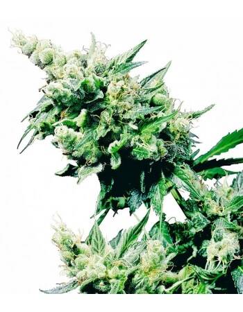 Hash Plant ® - Sensi Seeds