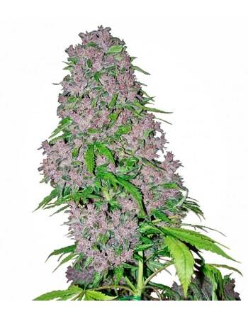 Purple Bud - Sensi Seeds