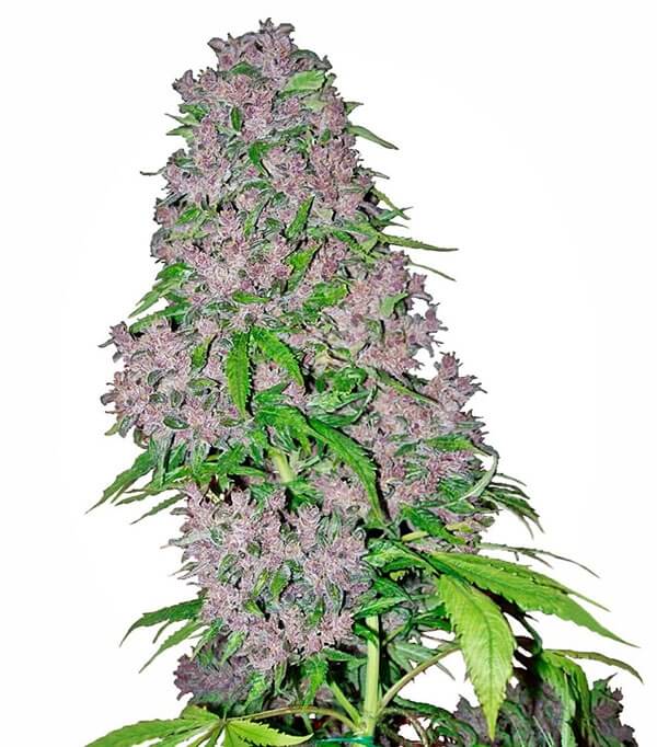 purple haze weed plant