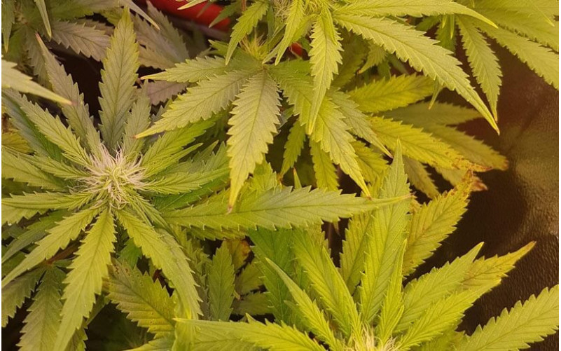 Black Domina - Sensi Seeds