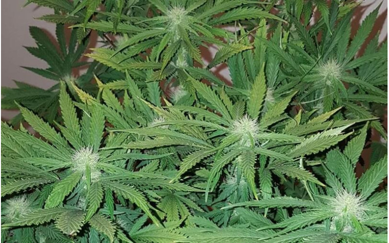 Black Domina - Sensi Seeds