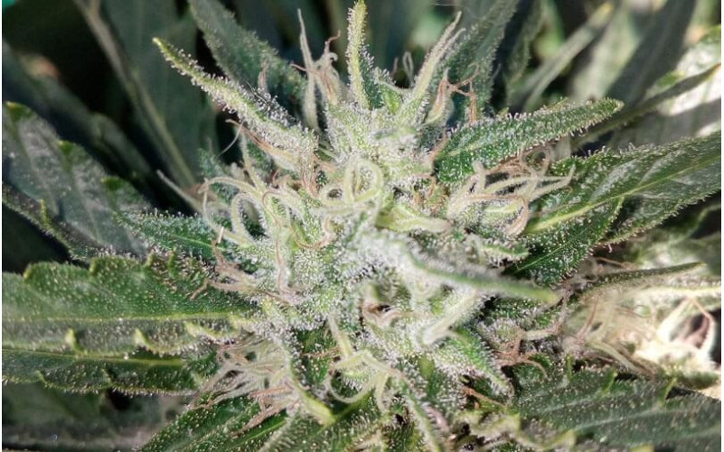 Black Domina - Sensi Seeds