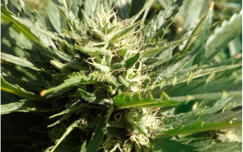 Black Domina - Sensi Seeds