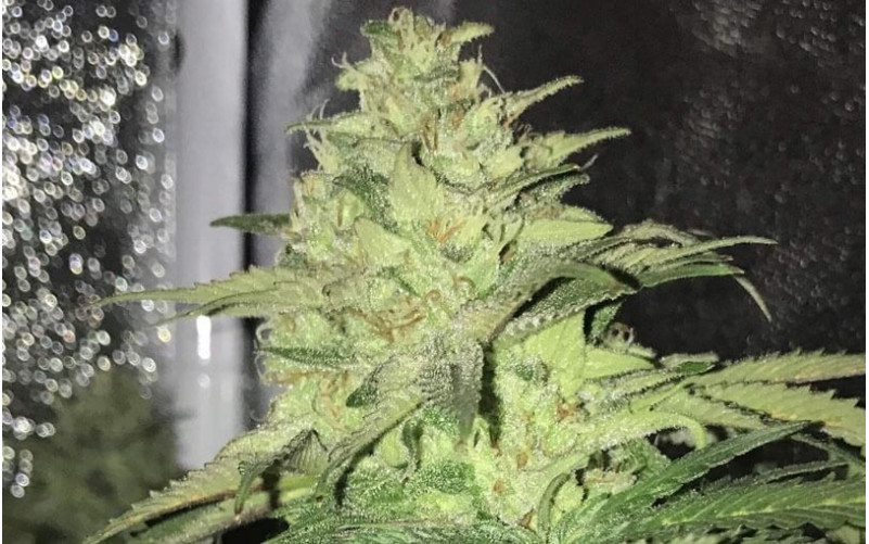 Master Kush - Sensi Seeds Master Kush - Sensi Seeds
